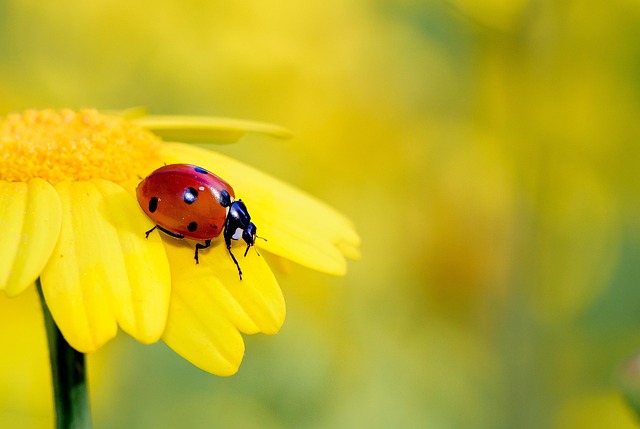 bug-640x480-58477595.jpeg