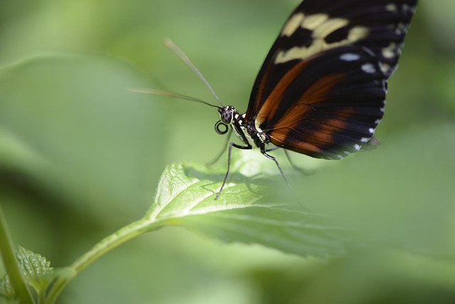 Protecting Outdoor Spaces: Comprehensive Guide to Boxelder Bug Management