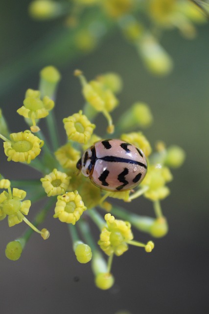 Landscaping for Boxelder Bug Control: Eco-Friendly Solutions & Professional Practices
