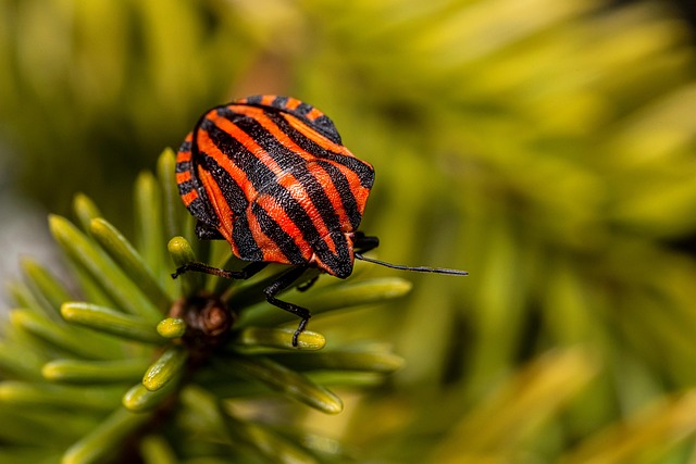 bug-640x480-90024672.jpeg