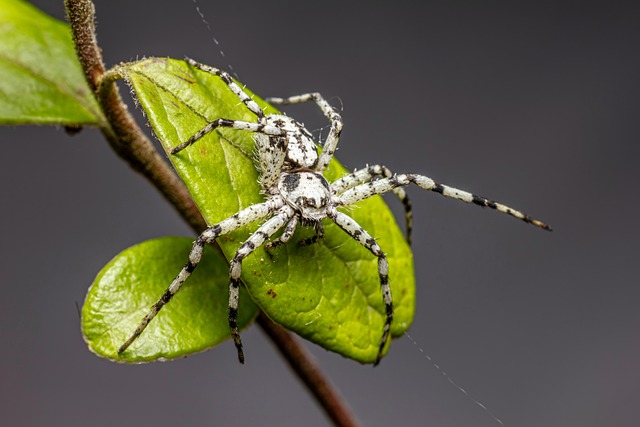 bug-640x480-90606916.jpeg