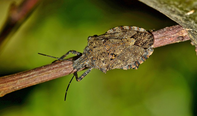 Demystifying Boxelder Bugs: Control, Removal & Eco-Friendly Solutions