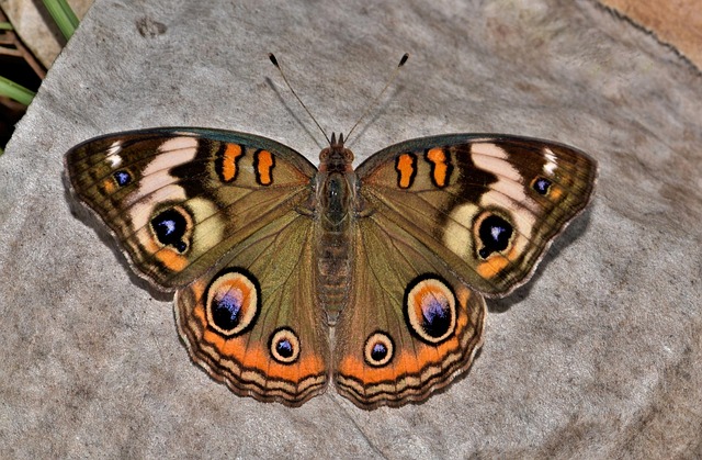 bug-640x480-97511140.jpeg