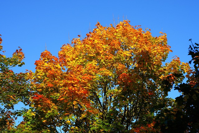 canopy-640x480-37511462.jpeg