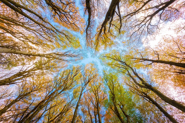 canopy-640x480-8541409.jpeg