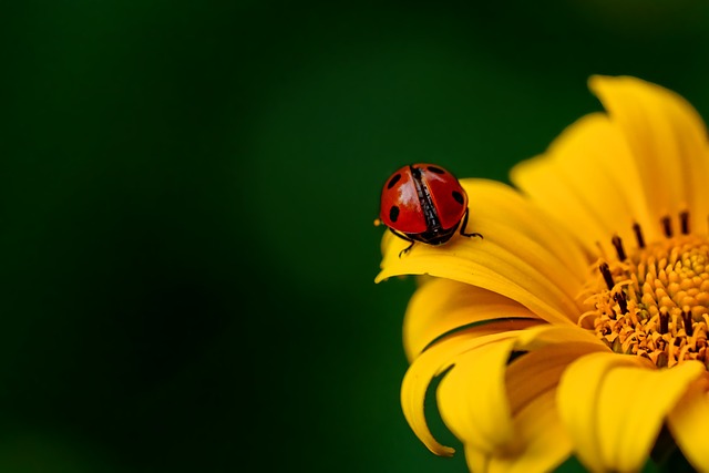 Professional Carpet Beetle Control: Eco-Friendly Solutions for Homes and Businesses