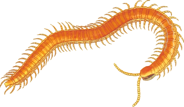 centipede-640x480-55529476.png