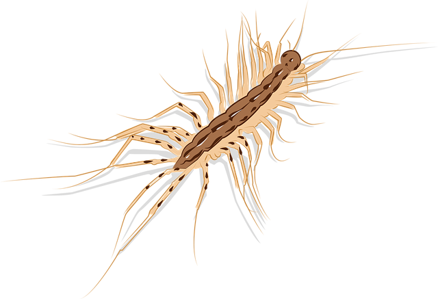 centipede-640x480-6400571.png