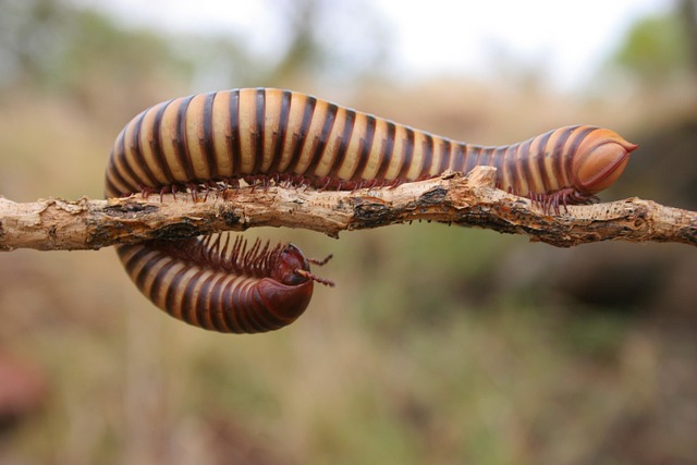 Expert Centipede Extermination: Affordable, Eco-Friendly Solutions for All