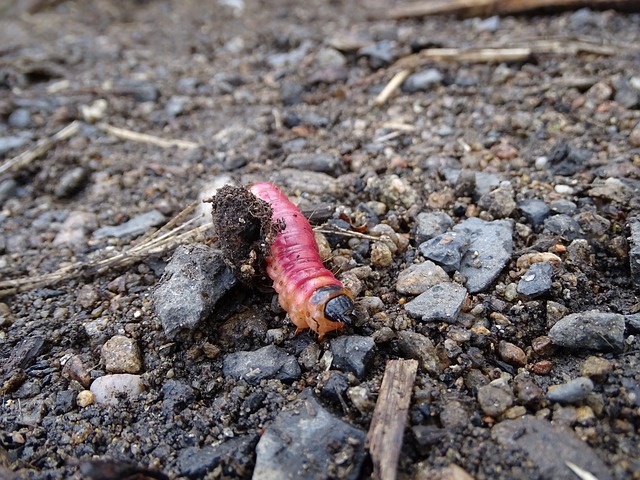 centipede-640x480-88080539.jpeg