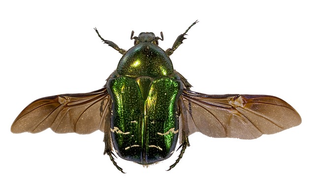 cigarette-beetle-beetle-640x480-4873271.jpeg