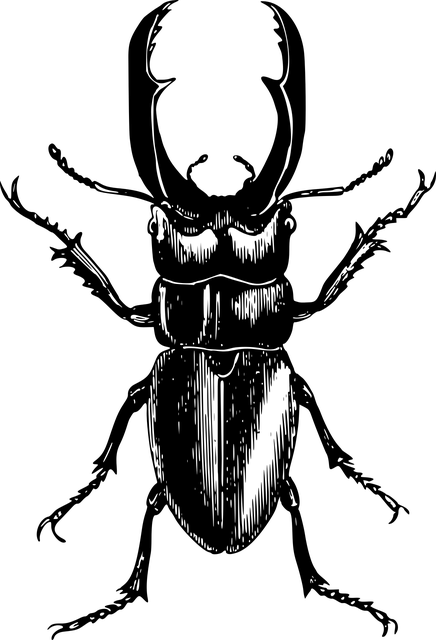 cigarette-beetle-beetle-640x480-83258211.png