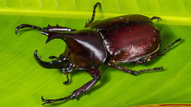 Eco-Friendly & Professional Strategies for Cigarette Beetle Extermination