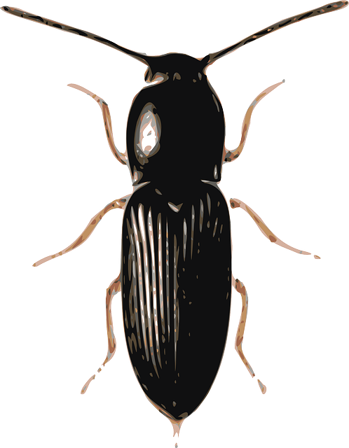 cigarette-beetle-beetle-640x480-90424293.png
