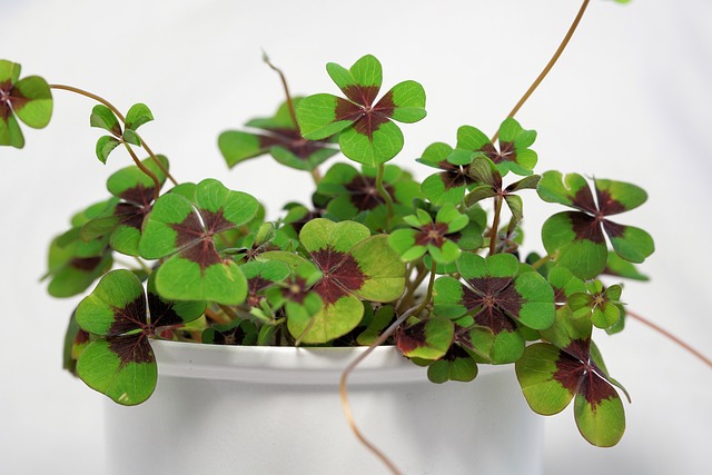 clover-mites-mites-640x480-25917928.jpeg