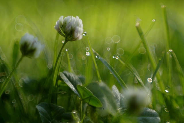 clover-mites-mites-640x480-51508735.jpeg