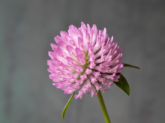 Eco-Friendly Clover Mite Deterrents: Effective Prevention & Professional Treatment