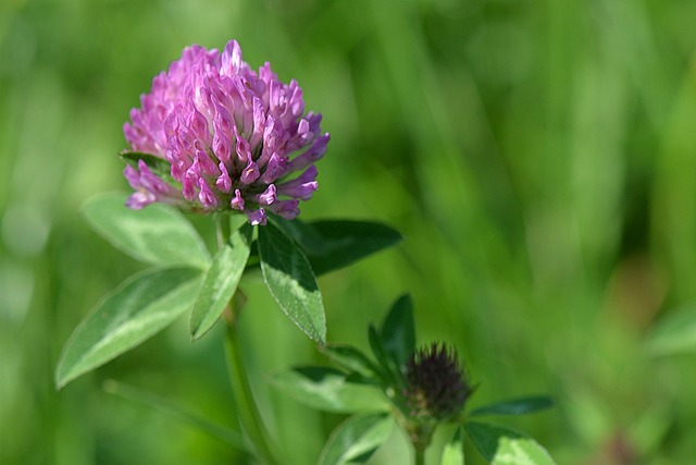 clover-mites-mites-640x480-71019088.jpeg