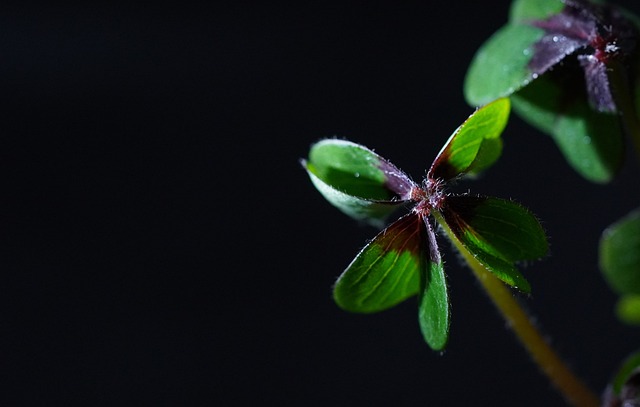 Natural Remedies for Clover Mites: Eco-Friendly Prevention & Management Solutions