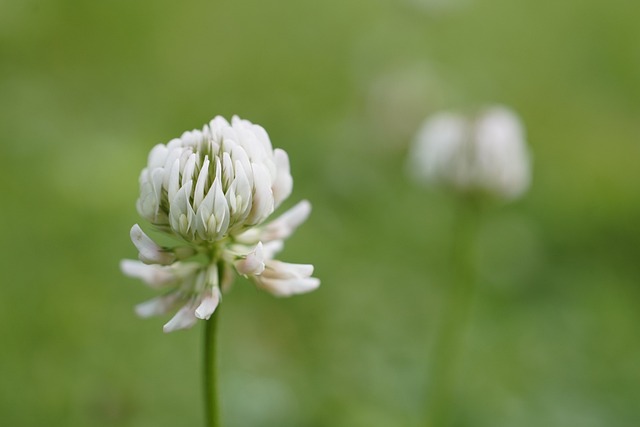 clover-mites-mites-640x480-95486268.jpeg