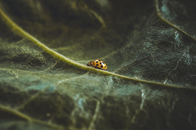 Comprehensive Cockroach Management: From Entry to Extermination