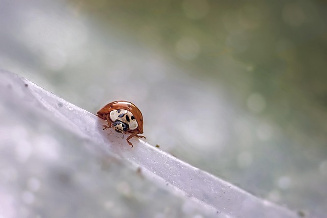 cockroach-640x480-45075403.jpeg