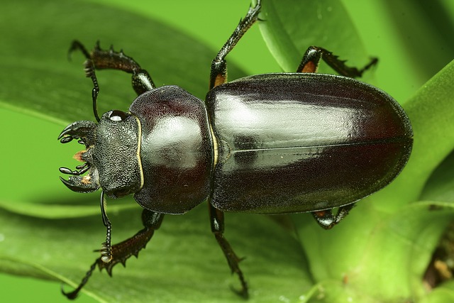 cockroach-640x480-76765874.jpeg