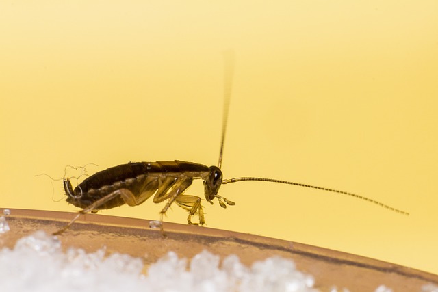 Expert Techniques for Identifying Cockroach Hiding Spots: Eco-Friendly Control Solutions