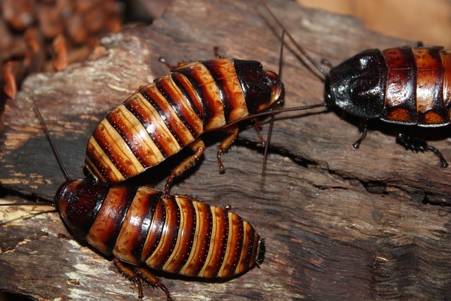cockroach-640x480-96993193.jpeg