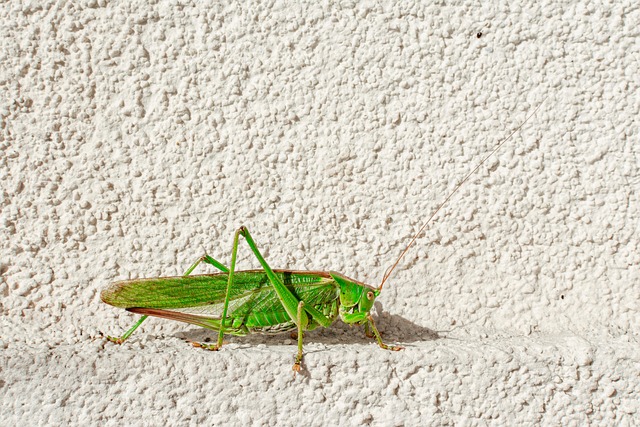 Revolutionizing Cricket Extermination: Eco-Friendly Solutions for All Settings