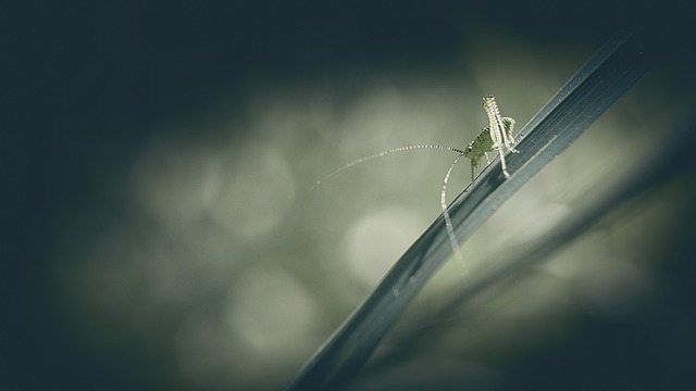 cricket-insect-640x480-88699791.jpeg