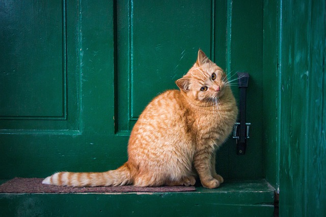door-640x480-35707452.jpeg