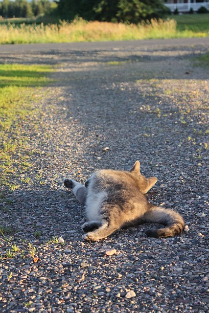 driveway-640x480-41293910.jpeg