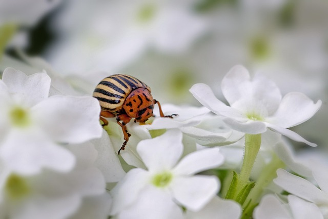 drugstore-beetle-beetle-640x480-11270722.jpeg