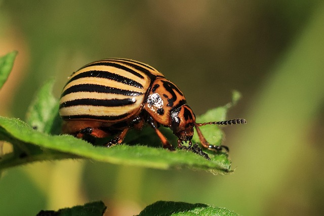 drugstore-beetle-beetle-640x480-44903676.jpeg