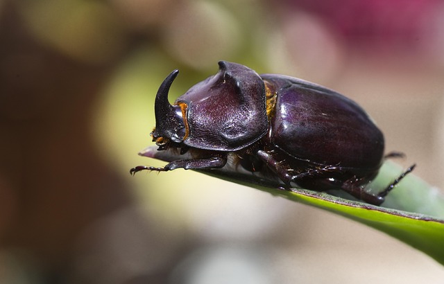 Affordable Drugstore Beetle Control: Solutions for Effective Removal