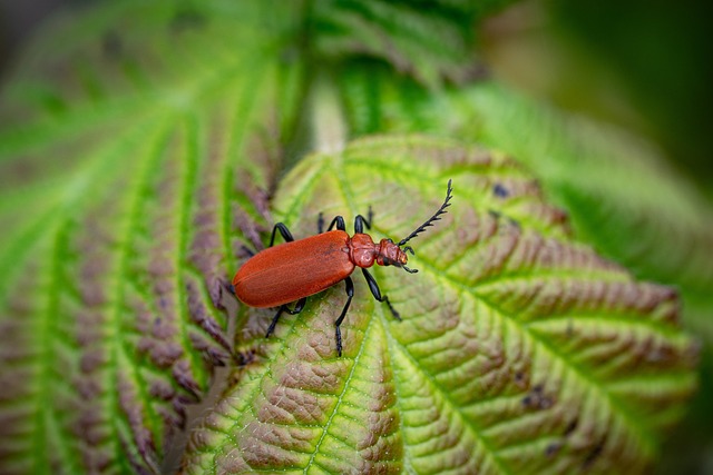 Professional Drugstore Beetle Treatment: Guaranteed Results for Effective Removal
