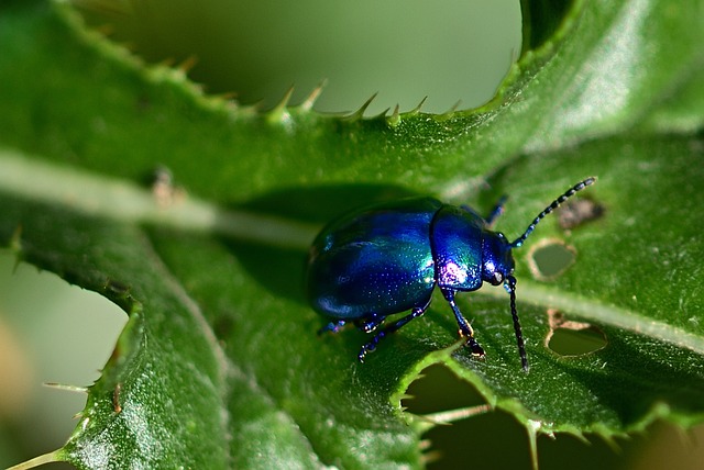 drugstore-beetle-beetle-640x480-80421059.jpeg