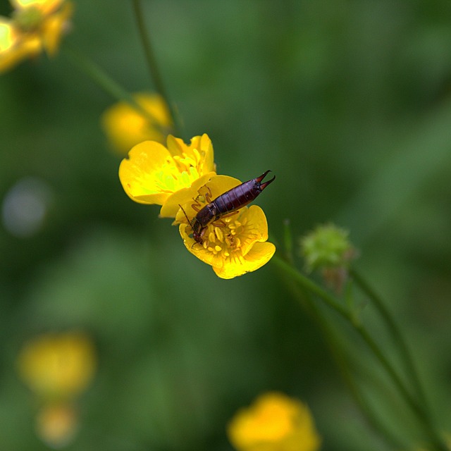 earwigs-640x480-31041301.jpeg