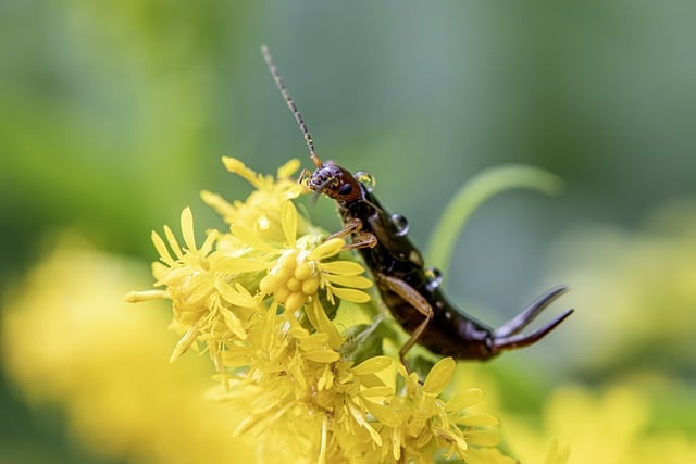 Safe Earwig Removal: DIY and Professional Strategies for Infestation Control