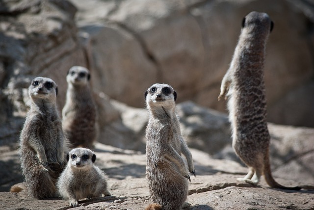 family-640x480-81188602.jpeg