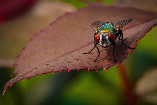 Eradicate Flies: Expert Interventions, Eco-Friendly Solutions & Customized Plans