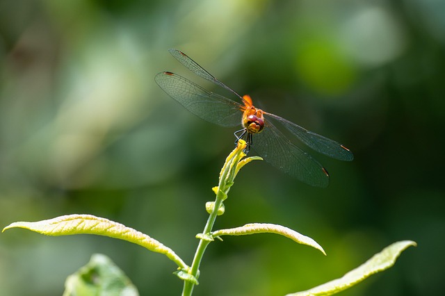 fly-flies-640x480-59679889.jpeg