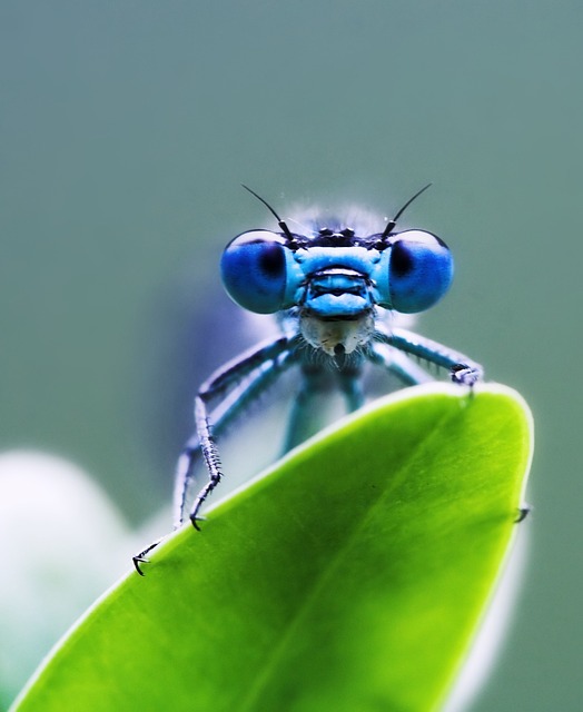 fly-flies-640x480-65618892.jpeg