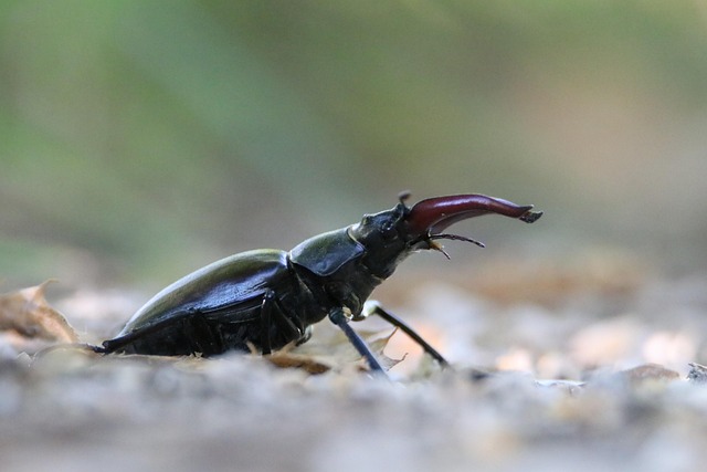 Year-Round Beetle Control: Preventive Programs for Foreign Grain Beetles