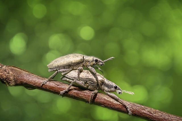 foreign-grain-beetles-beetle-640x480-25045672.jpeg