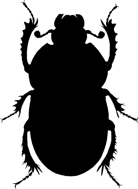 foreign-grain-beetles-beetle-640x480-54800683.png