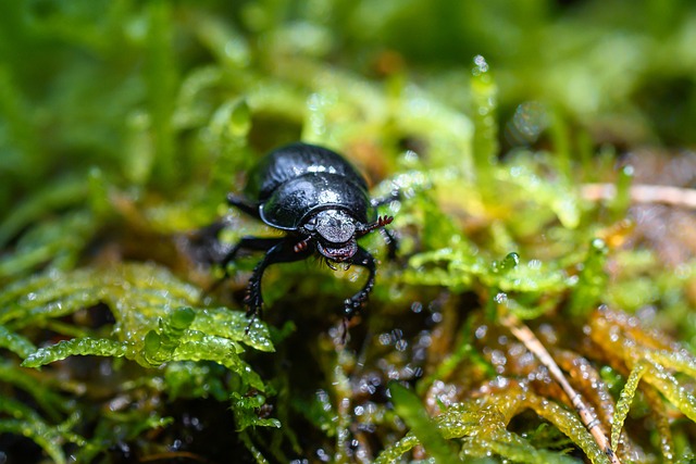 Customized Prevention Plans for Foreign Grain Beetle Eradication