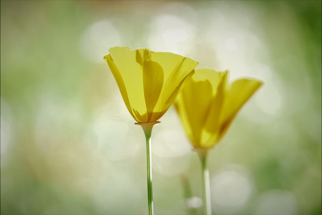 garden-640x480-27823312.jpeg