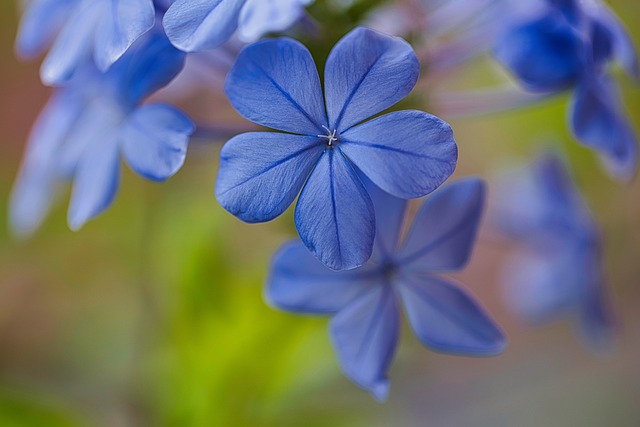 garden-640x480-28906977.jpeg